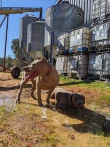 Dogs outside Timber Creek Distillery near 30a