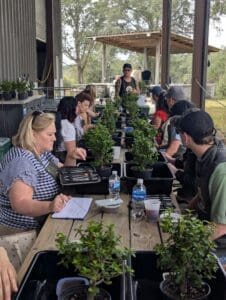 Bonsai tree workshop