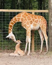 Giraffe at emerald coast zoo in crestview fl