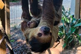 Sloth at emerald coast zoo in crestview florida